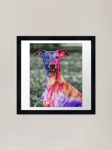 Colorful whippet framed art - colorful,