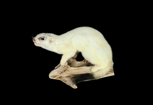 Taxidermy ermine mustela - taxidermy,