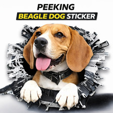 FUNNY PEEKING BEAGLE DOG