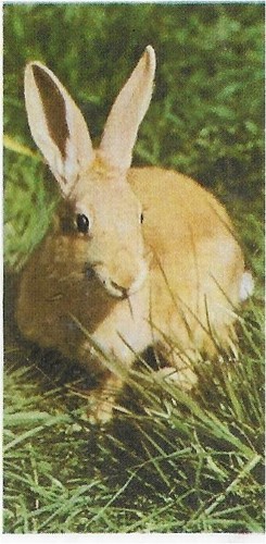Single card orig - single, animals