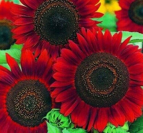 Red sun sunflower - seeds, 30+