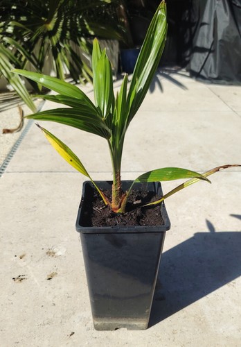 Trachycarpus fortunei palm - trachycarpus,