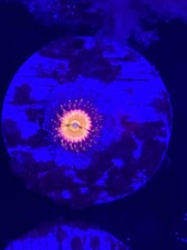 Live Saltwater Reef Corals