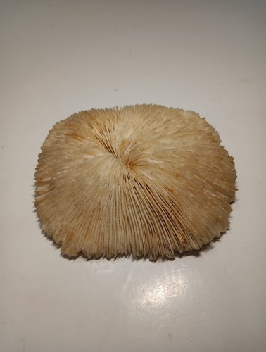 Natural white dried mushroom - natural,