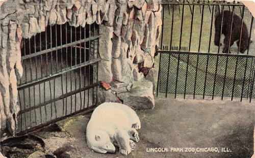 Lincoln park zoo chicago - lincoln,