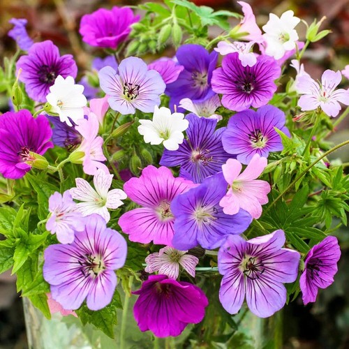 Hardy geranium mix - 3,