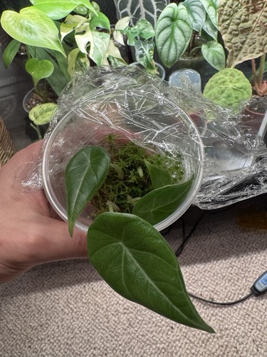 Alocasia maharani small - alocasia,