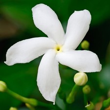 Gardenia Jasminoides Pinwheel Evergreen Hardy Flowering Outdoor Garden Shrub
