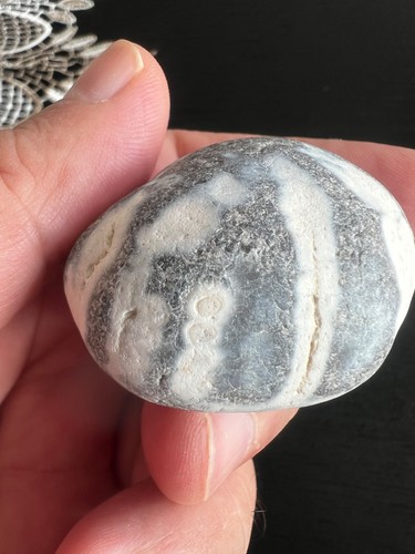 Echinoid marine fossil sea - echinoid,