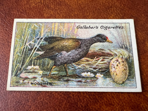Gallaher birds nests eggs - -,