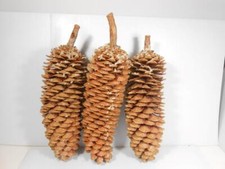 Lot of 3 Giant Sugar Pine