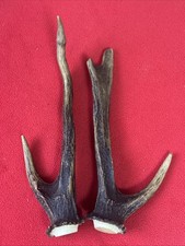 PAIR OF FANCY SIKA DEER