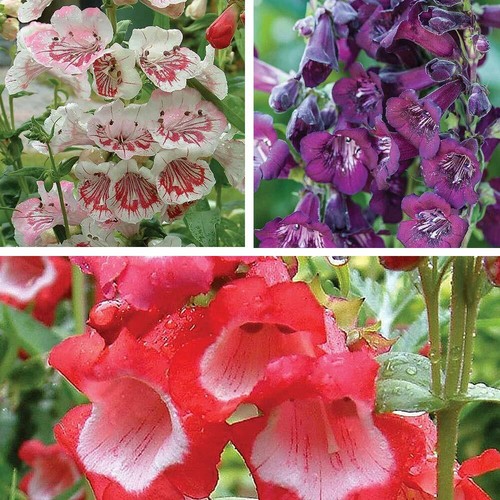 Penstemon plug plants - penstemon,