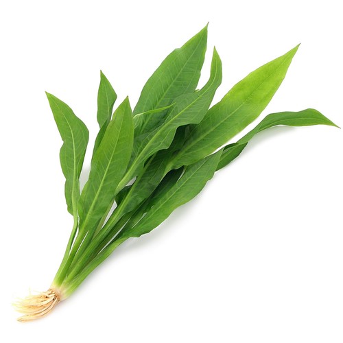 Echinodorus amazonicus large - echinodorus,