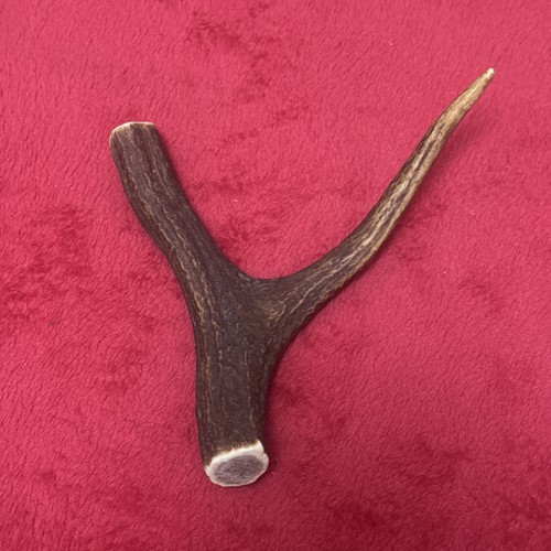 One piece deer - piece, antler,