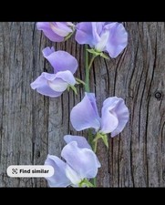 Sweet Pea Flower Bright Purple Perennial Flower