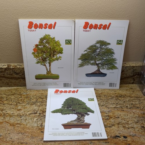 Lot bonsai today - of, 3