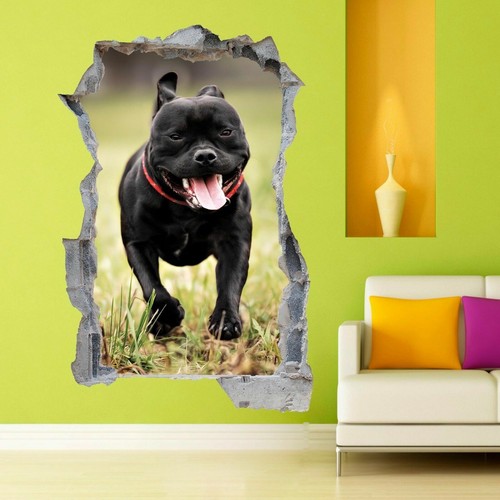 Staffordshire bull terrier - bull,