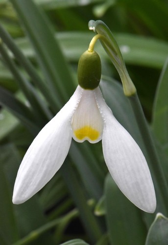 Galanthus chantry tease - galanthus,
