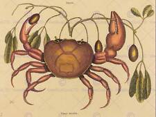 Mark Catesby English Land Crab Cancer Zoology Print Poster Bb6104B