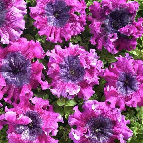 Petunia giant - 10,