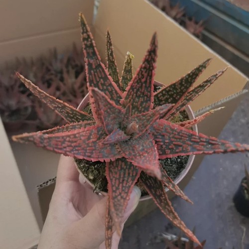 5cm succulent plant - plant, aloe
