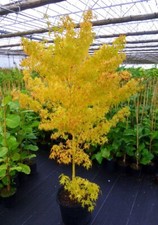 Acer Palmatum BI-HOO Japanese Maple Yellow  Tree Rare Large Hardy - Free Postage