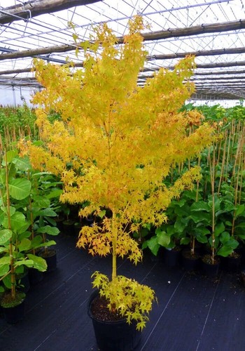 Acer palmatum hoo - acer, bi-hoo