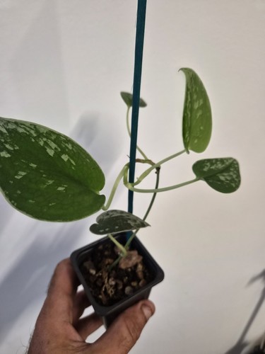 Satin pothos scindapsus pictus - satin,
