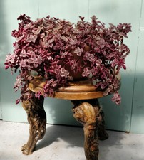 Crassula Marginalis 'Calico