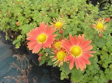 Chrysanthemum rubellum