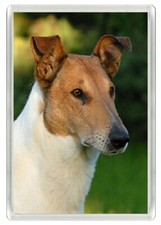 COLLIE SMOOTH DOG HEAD STUDY