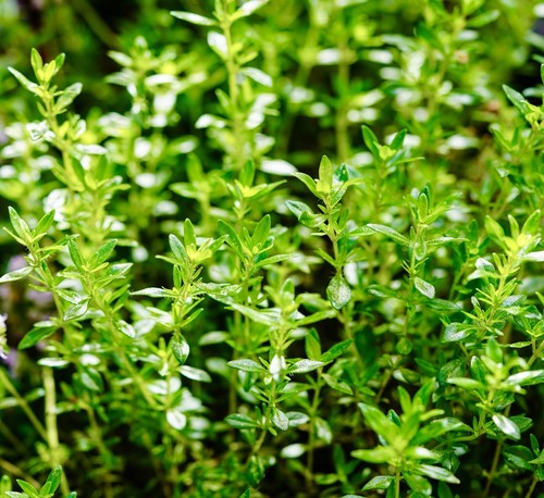 Savory summer 2100x seeds - -,