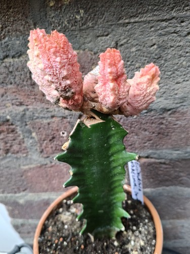 Euphorbia abdelkuri damask - euphorbia, 'damask'