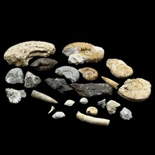 1kg British Fossil Mix x 23 |