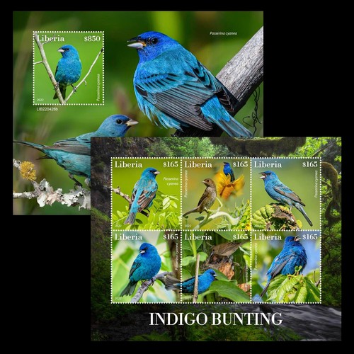 Indigo bunting birds mnh - bunting,