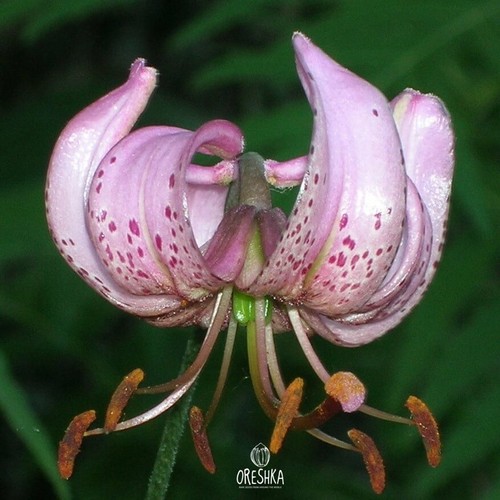 Rare wild lilium - wild, 10