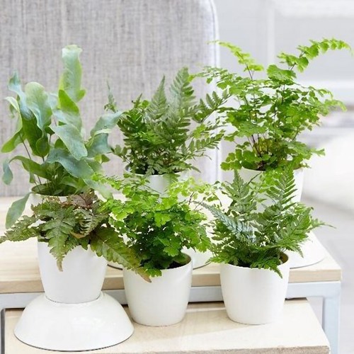 Fern starter collection - fern, pack