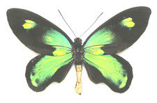 Ornithoptera victoriae