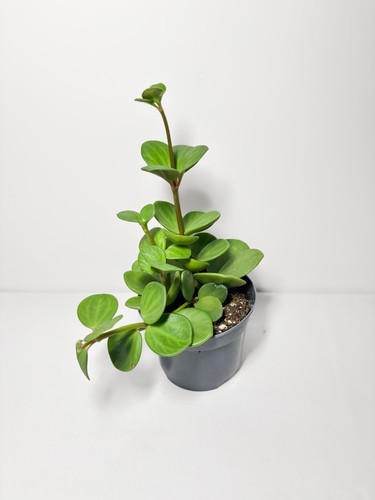 Baby rubber plant - baby, (peperomia)