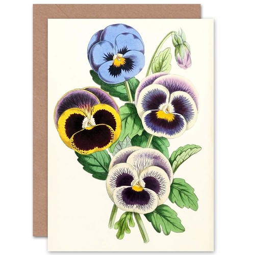 Garden flowers andrews pansies - andrews,