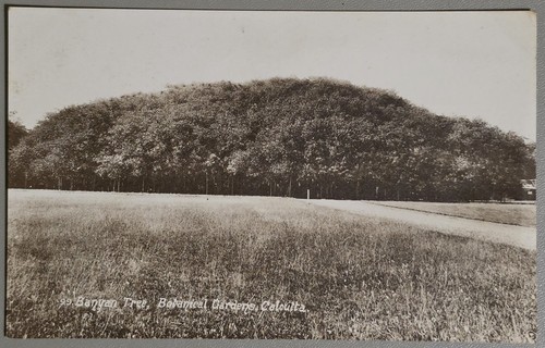 Original great banyan - banyan, tree
