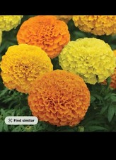 Marigold Double Pom Pom Flower