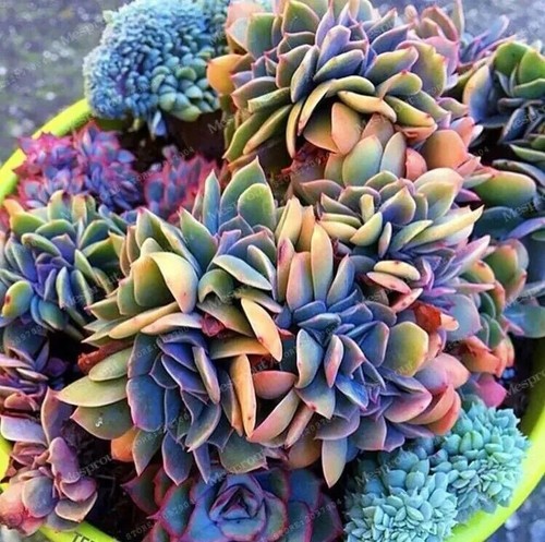 50pcs japanese succulents - japanese,