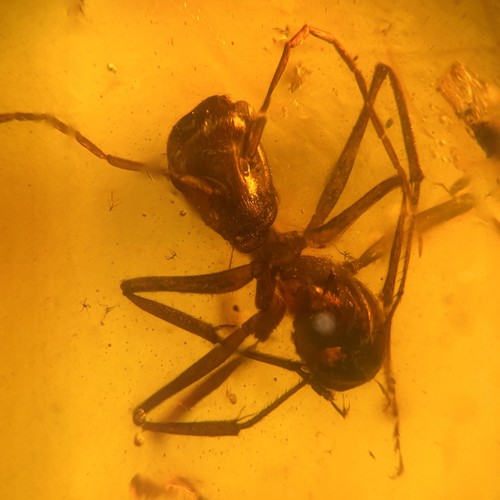 Ant burmese burmite amber - ant,
