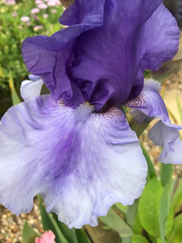 Three mixed bearded iris - three,