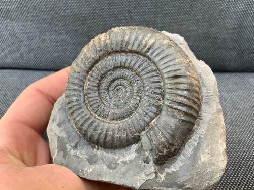 Dactylioceras jurassic - dactylioceras, sp.