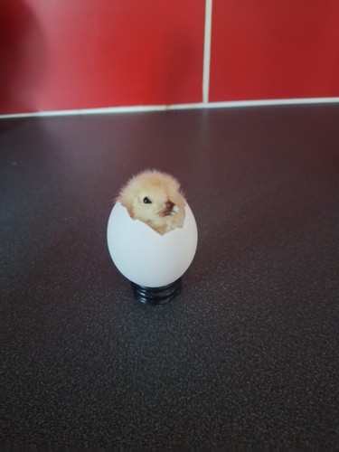 Taxidermy chick white - in, egg