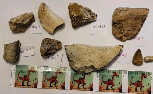 Dinosaur fossil bulk - fossil,