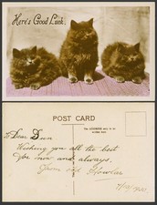3 Cats Kittens, Here's Good Luck 1930 Old Real Photo Colour Postcard Cat Kitten